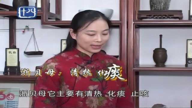 鉴药小课堂,浙贝母缓解干咳解痰,教你如何鉴别它