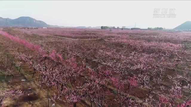 太美了!北京平谷万亩桃花“花海”