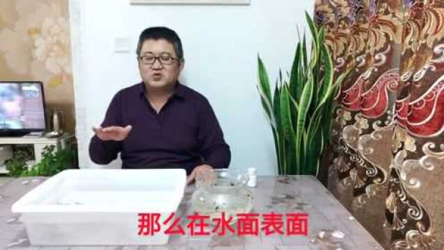 孔雀鱼针尾团灭,氨中毒引起,余月讲解提高水位解决的科学依据