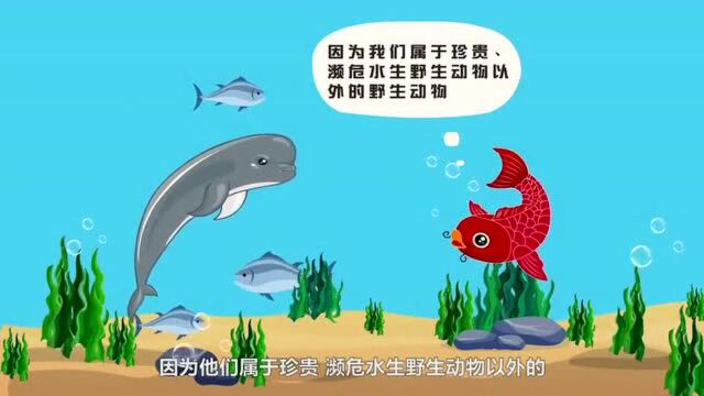 环保小百科一条鱼拥有哪些权利?水生动物同样受法律保护