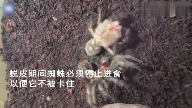 墨西哥红膝蜘蛛蜕皮瞬间为了不被卡住停止进食保持身材