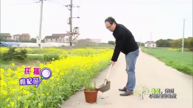 枸杞芽茶养生功效太强大,专家教你种植方法,在阳台上多放个它吧