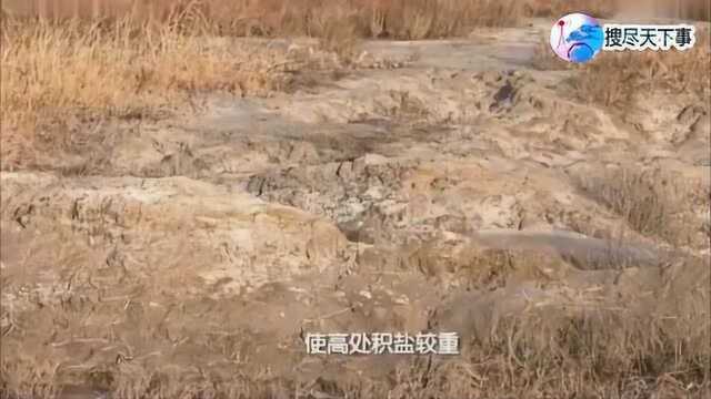 中国人把海边盐碱地改造成良田,增产千万斤,让全世界学习