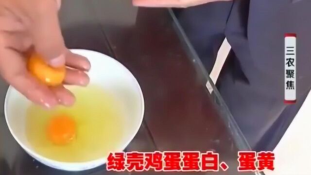 运用新型的养殖技巧,饲养出的绿壳蛋鸡,味道很鲜美还对人体有益