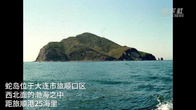 大连蛇岛:镜头记录蝮蛇捕食候鸟珍贵画面