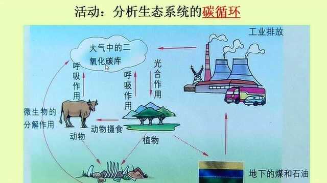 7.活动:分析生态系统的碳循环和水循环