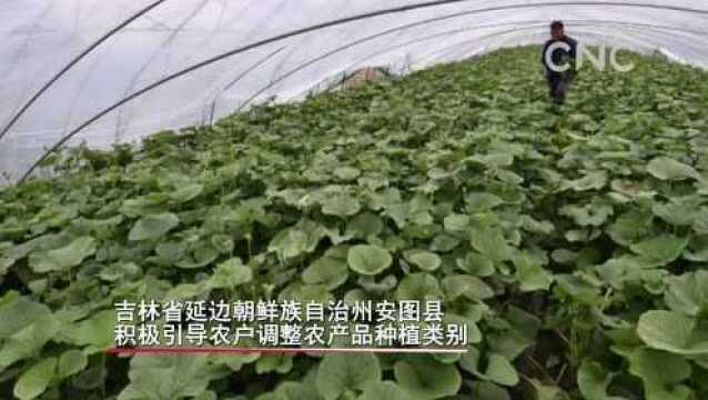 吉林安图:山野菜经济富农家