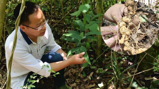 深山偶遇稀少而罕见的野生黄精,小伙挖了2棵回去,运气真不错