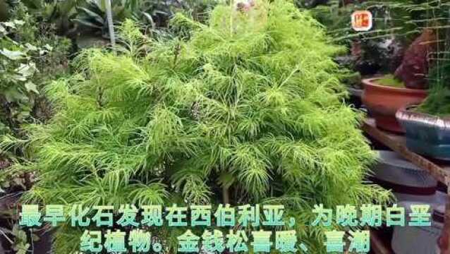 白垩纪植物 金钱松 可盆栽可院落欣赏