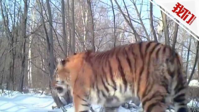 热点丨近距离看野生雄性东北虎雪地巡山:在镜头前凛然走过 威武雄壮