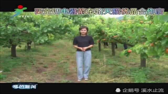 蒋村镇郝家寨村:金太阳杏喜获丰收 杏果飘香引客来