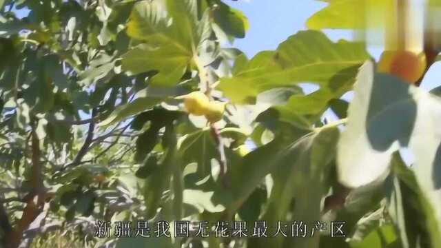 新疆无花果,被称为“水果皇后”,品质优良,风味独特