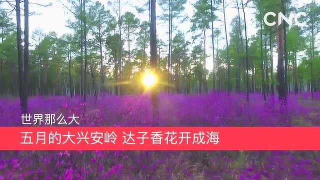 世界那么大|五月的大兴安岭 达子香花开成海