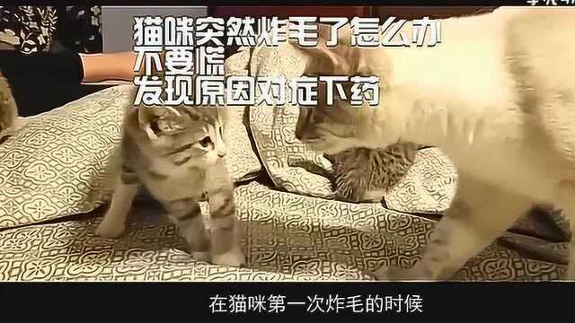 猫咪突然炸毛了怎么办,不要慌,发现原因对症下药