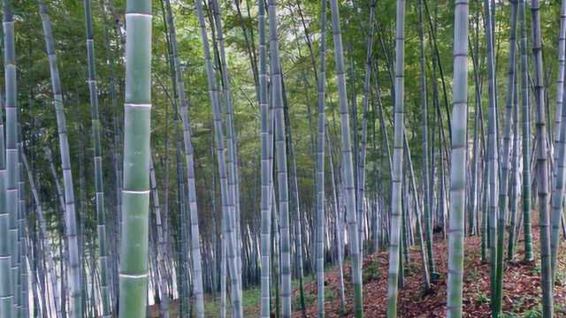 这个世界上竟然有实心的竹子?它的用处更是超级多,看完涨知识