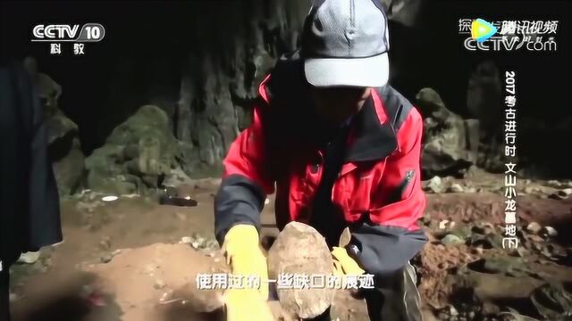 看世界:森林现5000年龙墓,奇珍异宝绽放光彩,考古队马上展开抢救挖掘