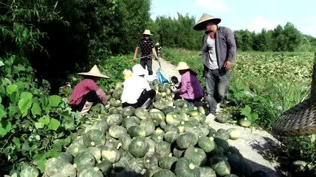 0605新田联新村:推进土地流转 拓宽农民增收路