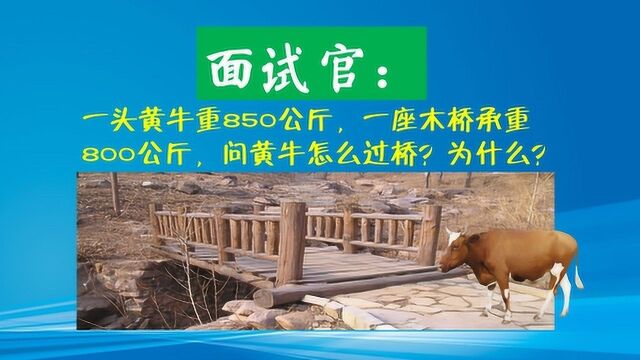 企业管理层面试题,黄牛重850公斤,桥承重800公斤,黄牛怎么过桥?