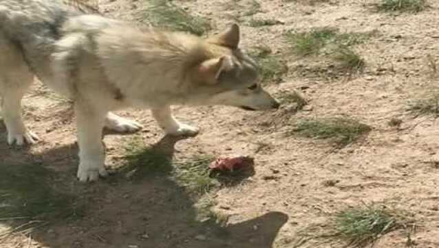 狼太狡猾怕自己吃不上肉,先霸占几块一边偷吃,结果万万没想到