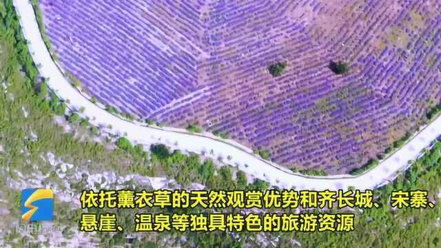 51秒|何须去法国普罗旺斯 潍坊临朐九山薰衣草小镇美醉了