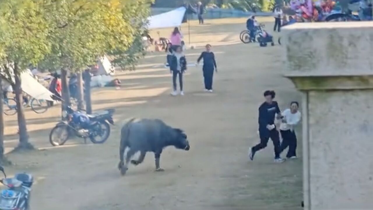 福州一头疯牛闯入露营区冲撞人群,警方:已经被击毙