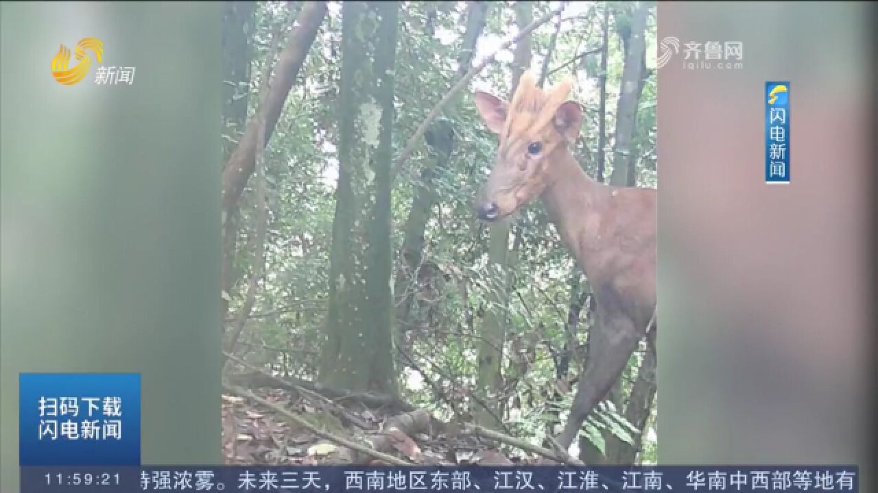 珍稀程度堪比大熊猫!神秘鹿科动物黑麂时隔5年再次现身,来看看