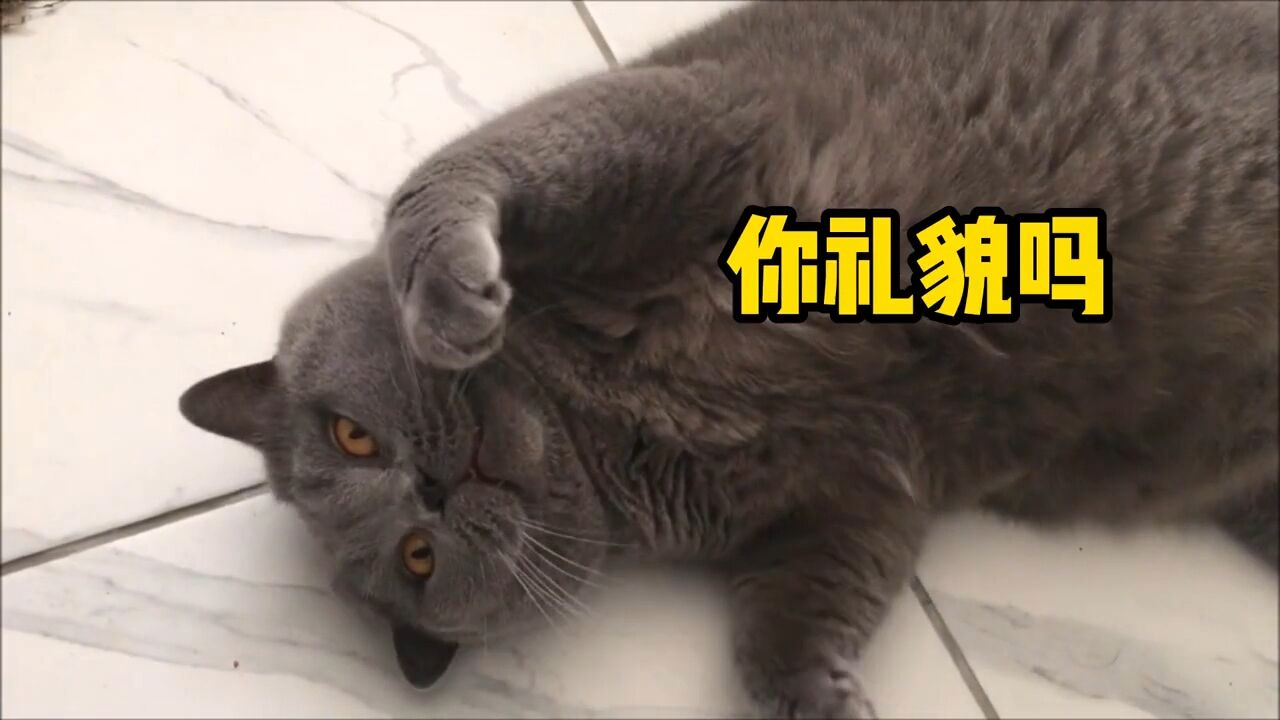 铲屎官最适合养的三种猫咪,新手养猫必看!喵喵课代表