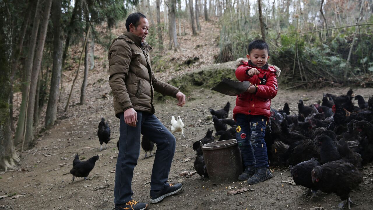 陕西60后老农大山里养乌骨鸡,想和乡亲们一起致富