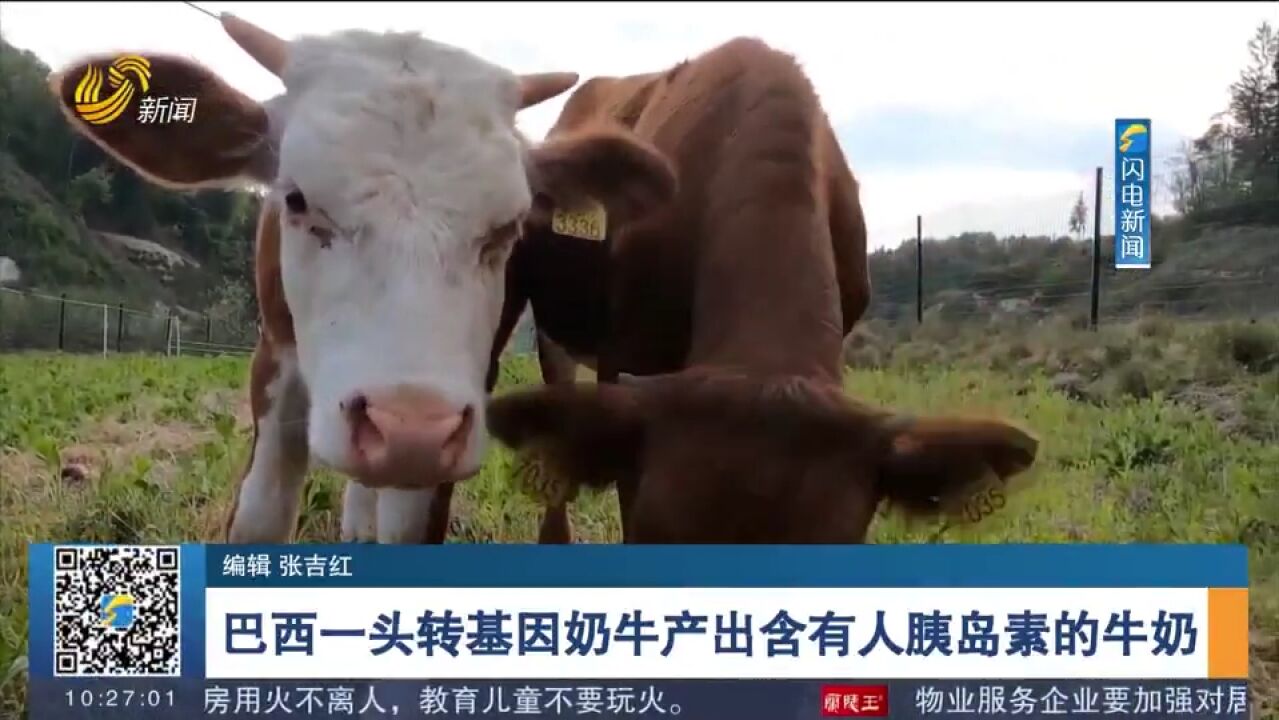 巴西一头转基因奶牛产出含有人胰岛素的牛奶,技术还需进一步测试