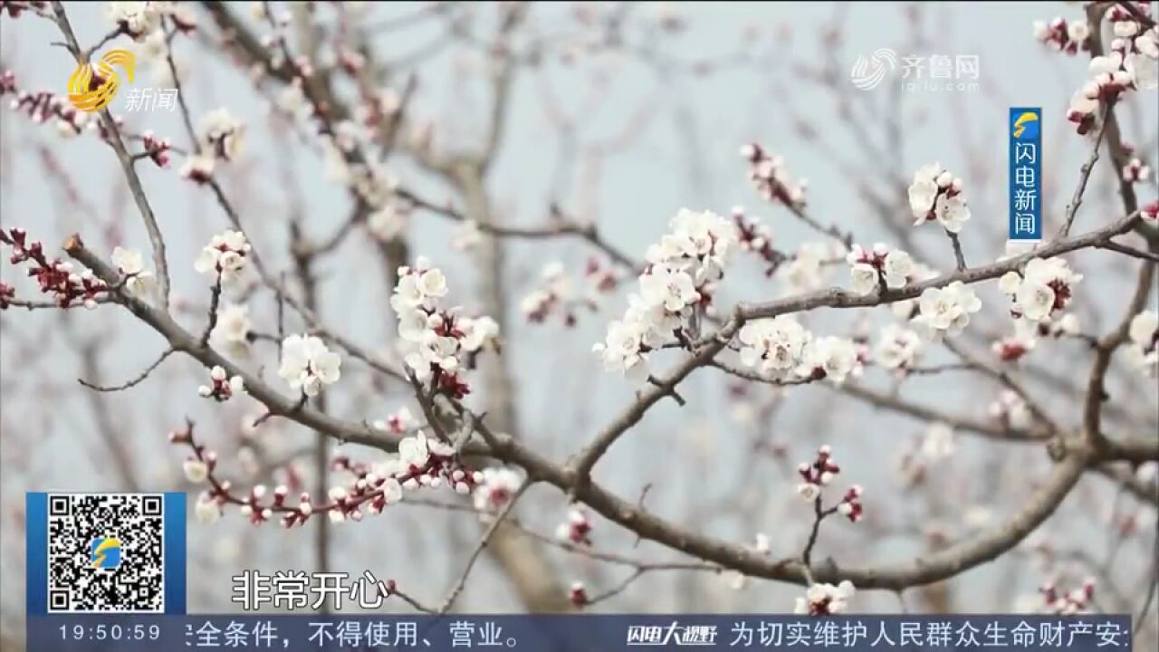 千亩杏花竞相绽放,嘉祥县巧做赏花文章,吸引游客赏花品非遗