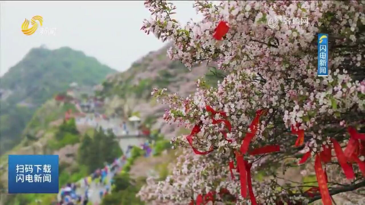 五月的泰山海棠花盛放,片片海棠在云雾中若隐若现,增添动人柔美