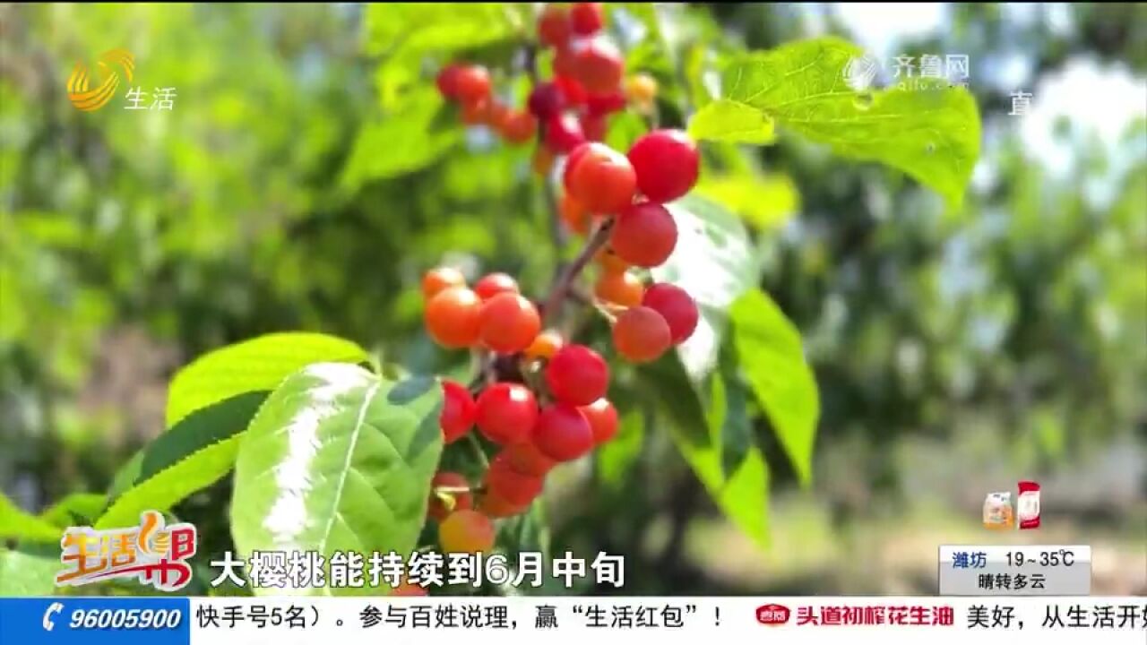 青岛崂山樱桃迎丰收季,簇簇红果挂满枝头,市民共赴“甜蜜之约”