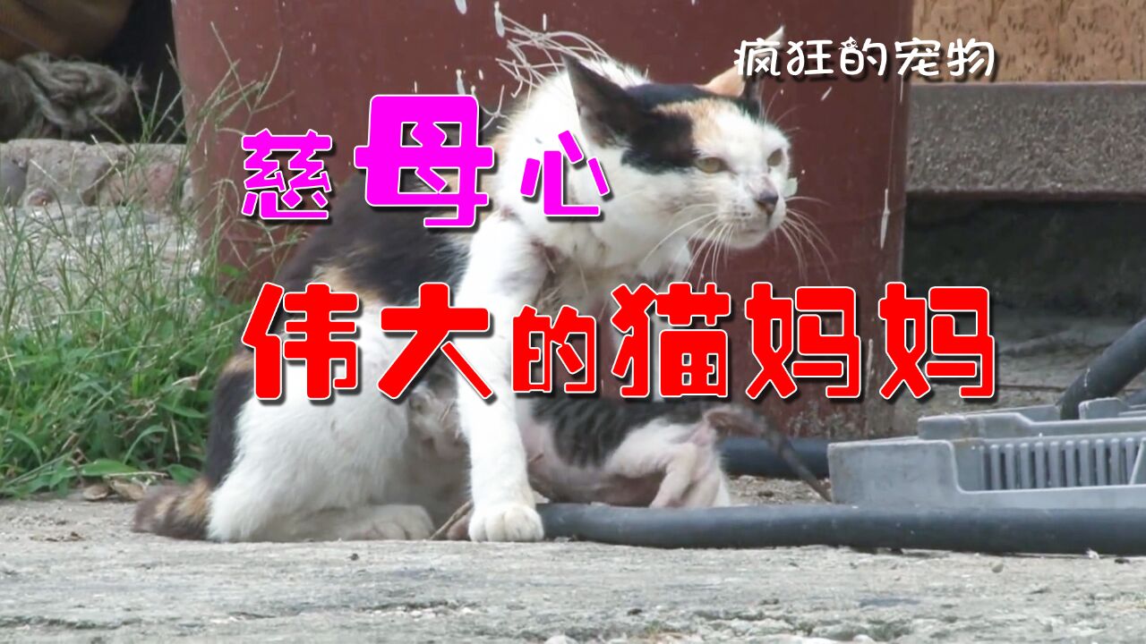 一只猫咪的母爱,猫妈妈为了孩子身体衰竭,让人感动