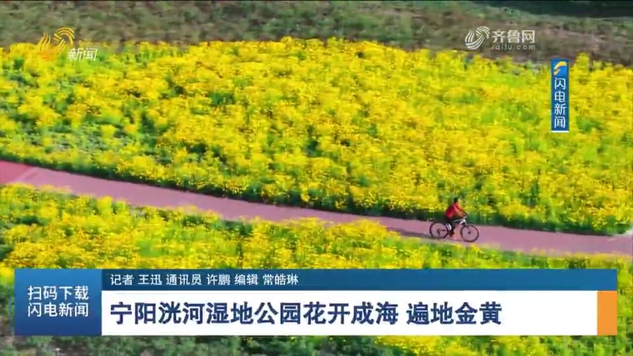 宁阳洸河湿地公园花开成海,遍地金黄美不胜收,行走期间宛如画作