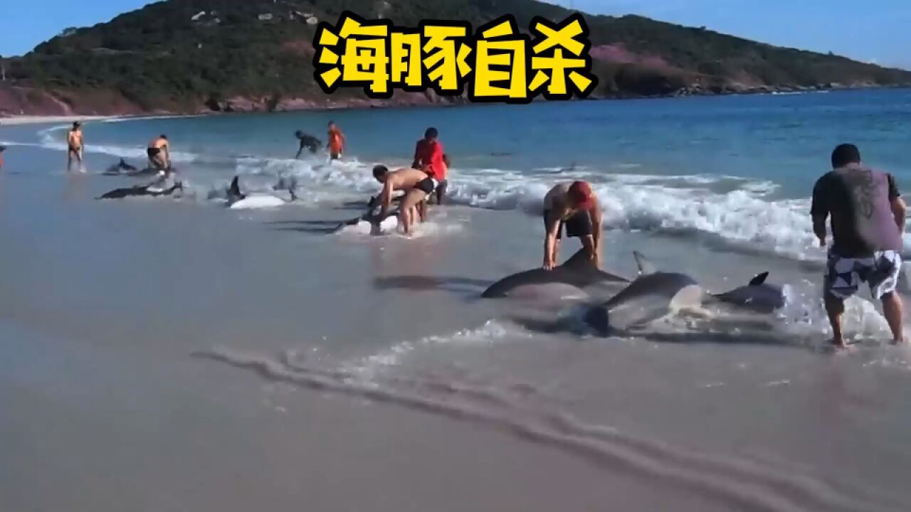 海豚竟然集体游上岸,这是怎么回事呢|纪录片