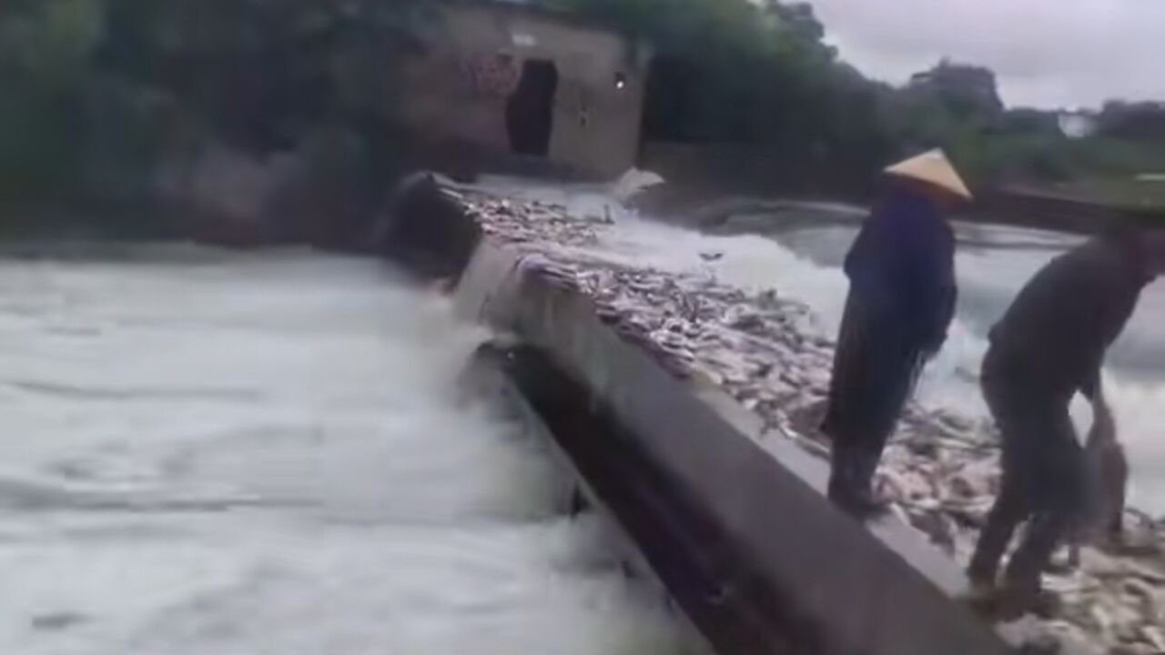 南宁暴雨一水库鱼被冲出,村民都来捞?知情人:是水库承包人在捞