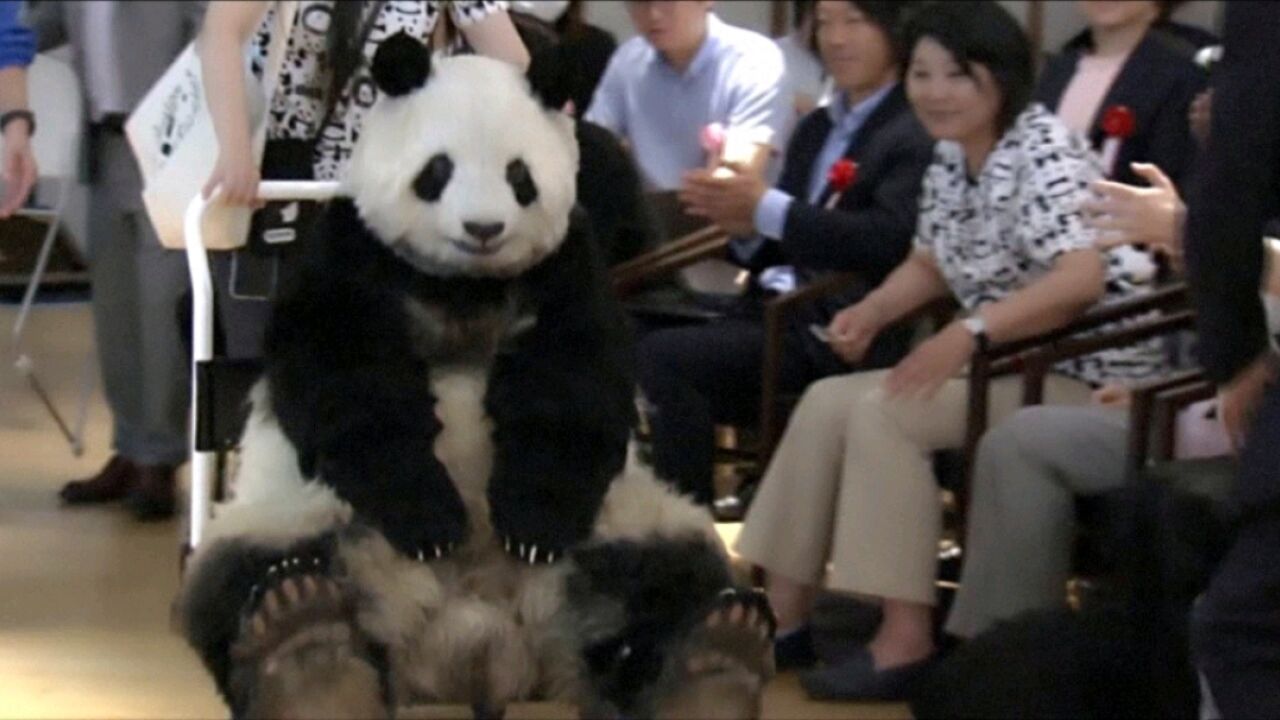 日本粉丝组团来中国为大熊猫香香庆生,旅行社对大熊猫旅游寄予厚望