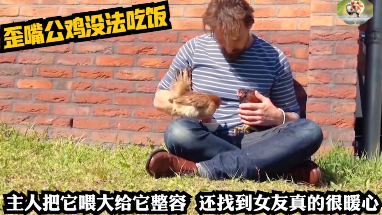 歪嘴公鸡没法吃饭,主人把它喂大给它整容,还找到女友真的很暖心