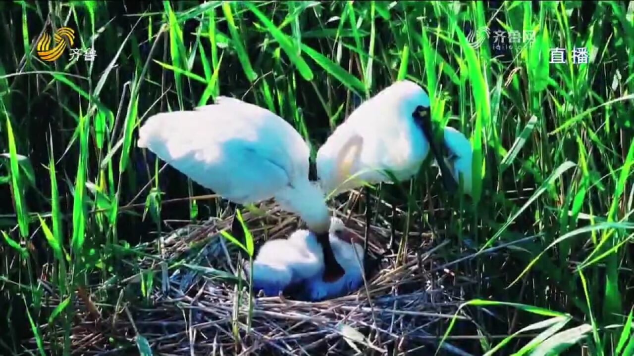 东营黄河三角洲湿地大量珍禽繁殖,生机勃勃生意盎然,一起来看