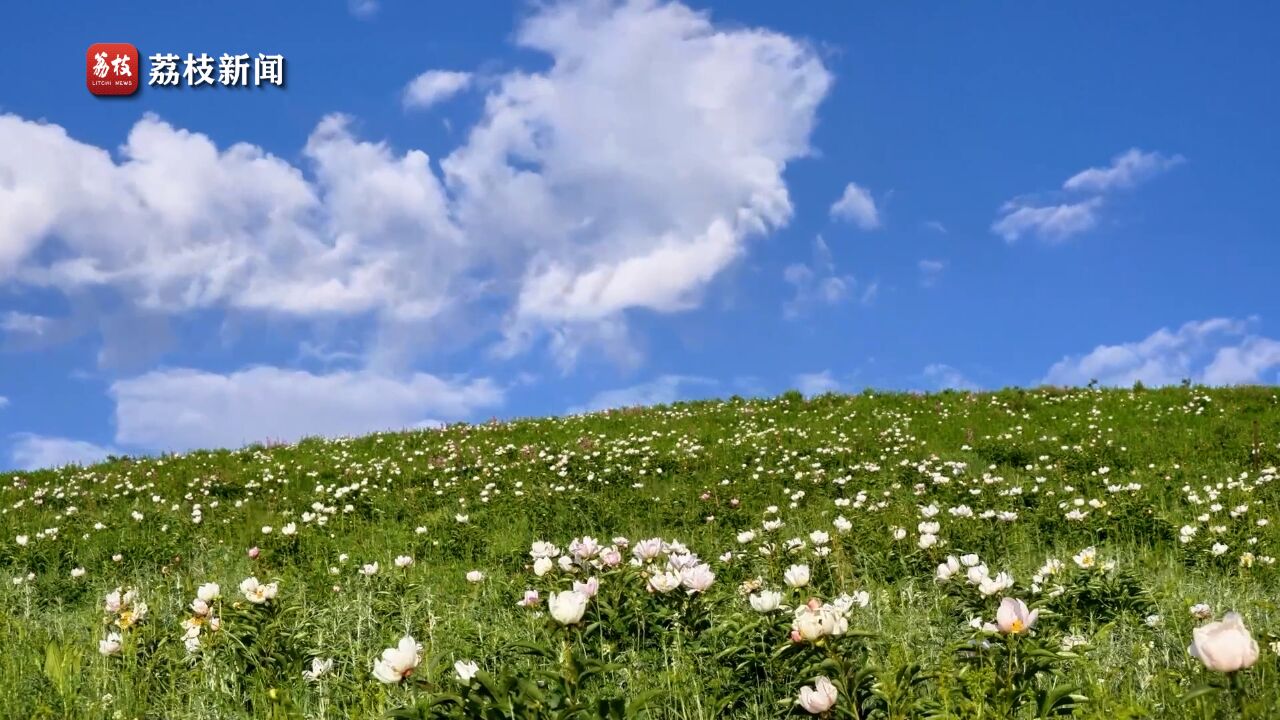 娇艳欲滴!内蒙古西乌珠穆沁旗芍药花开漫山遍野