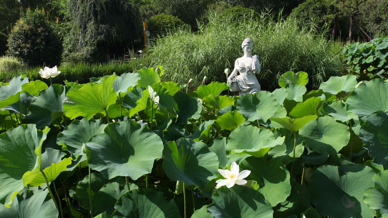 西安沣东荷苑:一个个荷塘幽静美丽,游客赏荷露营摸鱼,乐享夏日之美