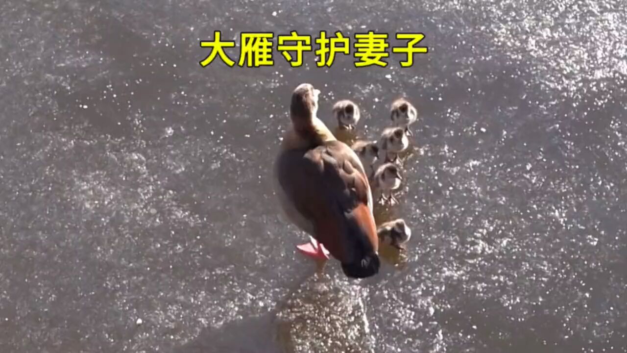 大雁为了守护妻子,站在冰面上不肯离开,最后被冻成了雕像 |纪录片