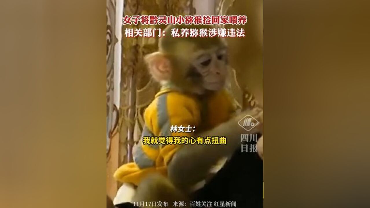 女子将黔灵山小猴领回家喂养,怕暴露用鸭子叫声掩盖,相关部门回应