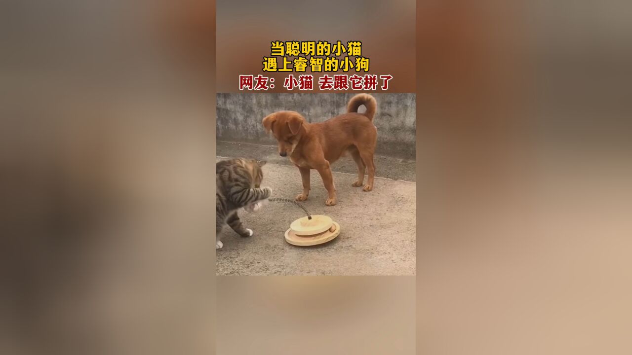 当聪明的小猫遇上睿智的小狗