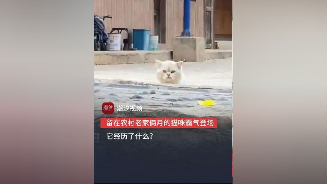 留在农村老家俩月的猫咪霸气登场!它经历了什么?