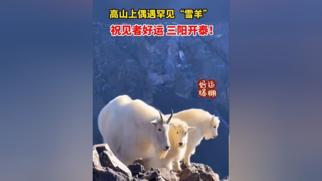 高山上偶遇罕见“雪羊”,祝见者好运,三“羊”开泰