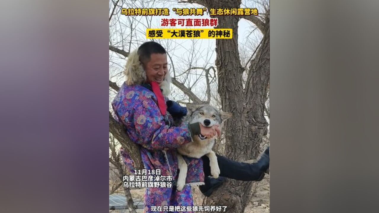 乌拉特前旗打造“与狼共舞”生态休闲露营地,游客可直面狼群,感受“大漠苍狼”的神秘