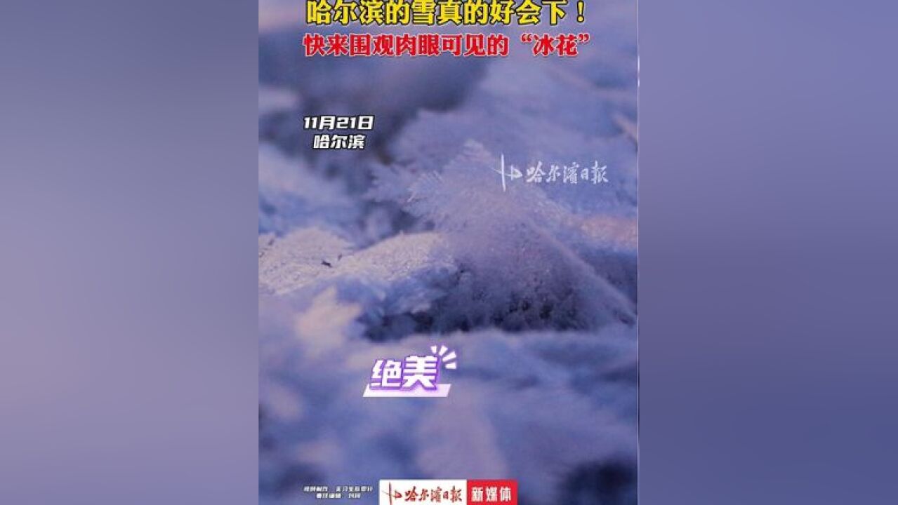 哈尔滨的雪真的好会下,快来围观肉眼可见的“冰花”