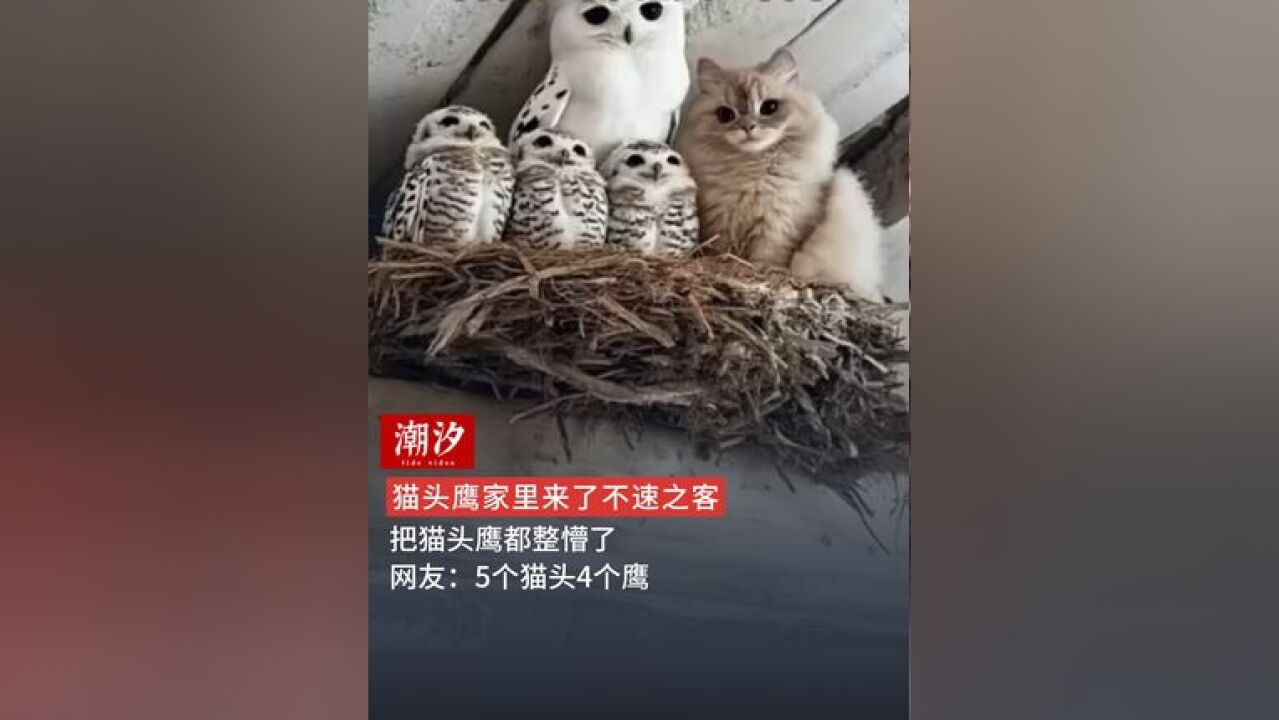 猫头鹰家里来了不速之客,把猫头鹰都整懵了,网友:5个猫头4个鹰