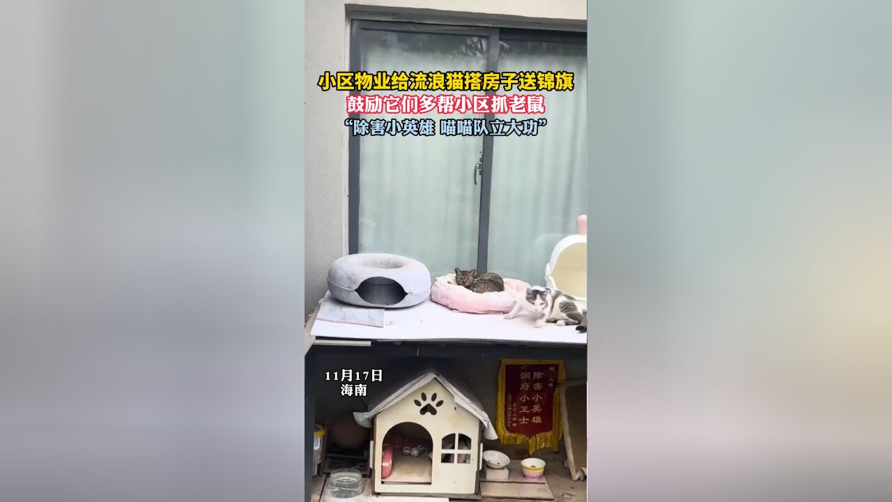 小区物业给流浪猫搭房子送锦旗,鼓励它们多帮小区抓老鼠,“除害小英雄 喵喵队立大功”